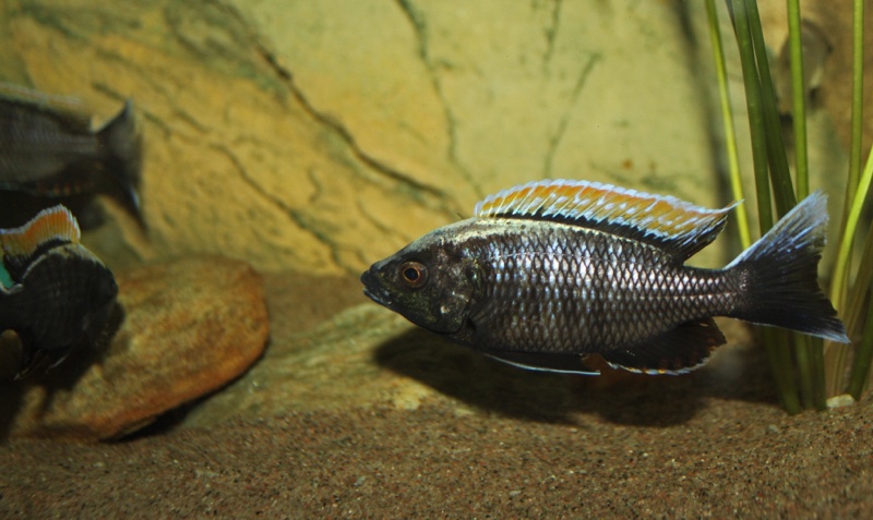 Copadichromis sp. 'firecrest' Gome